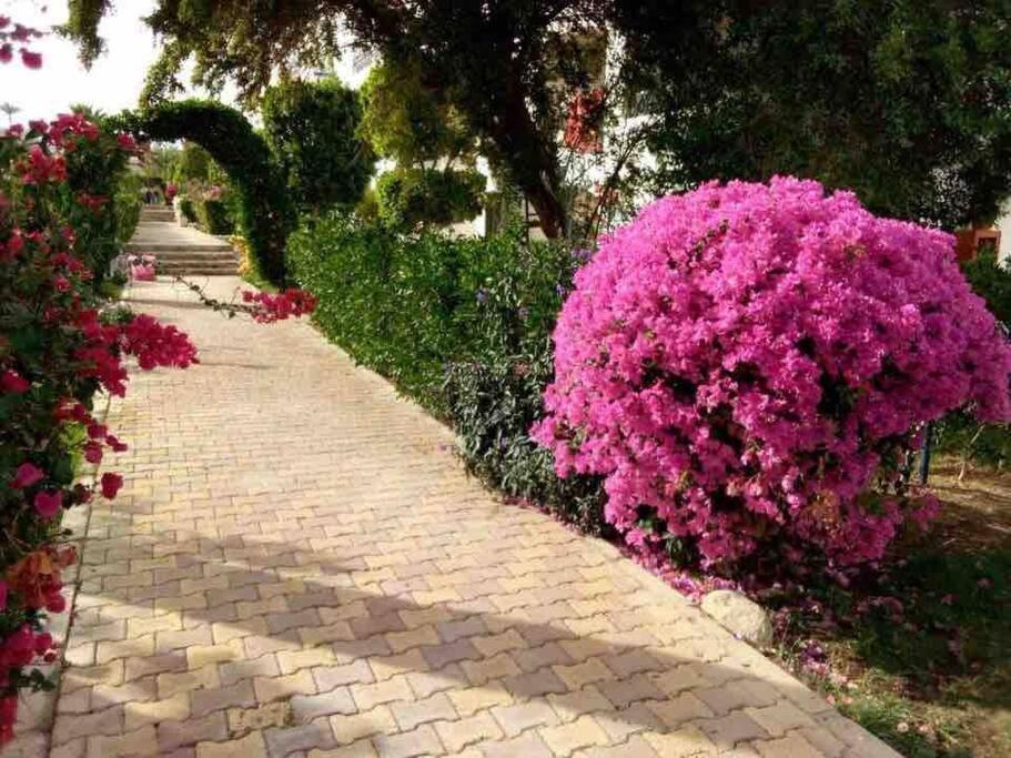 Riviera Resort Apartment - Pool View & Wifi Sharm el-Sheikh Ngoại thất bức ảnh